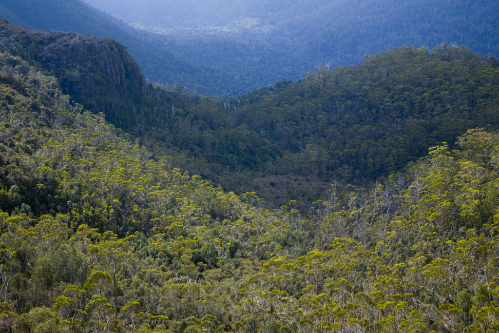 Australia, Tasmania, Cradle Mt – Lake St Clair National Park.