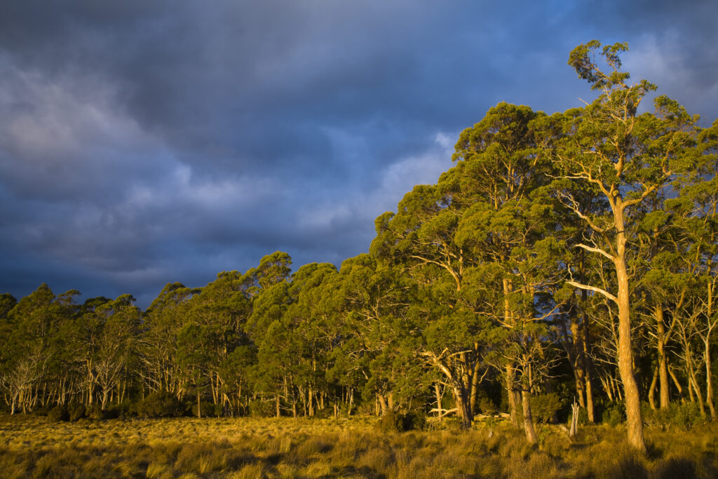 Australia, Tasmania, Cradle Mt – Lake St Clair National Park.