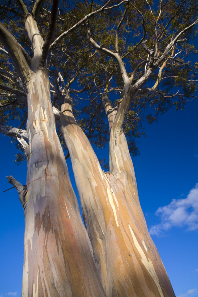 Australia, Tasmania, Cradle Mt – Lake St Clair National Park.