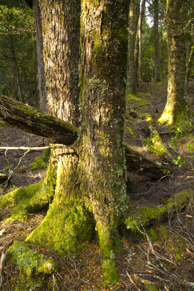 Australia, Tasmania, Cradle Mt – Lake St Clair National Park.