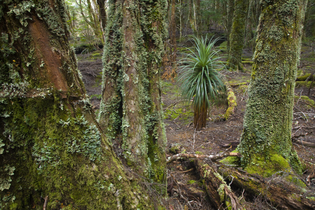 Australia, Tasmania, Cradle Mt – Lake St Clair National Park.