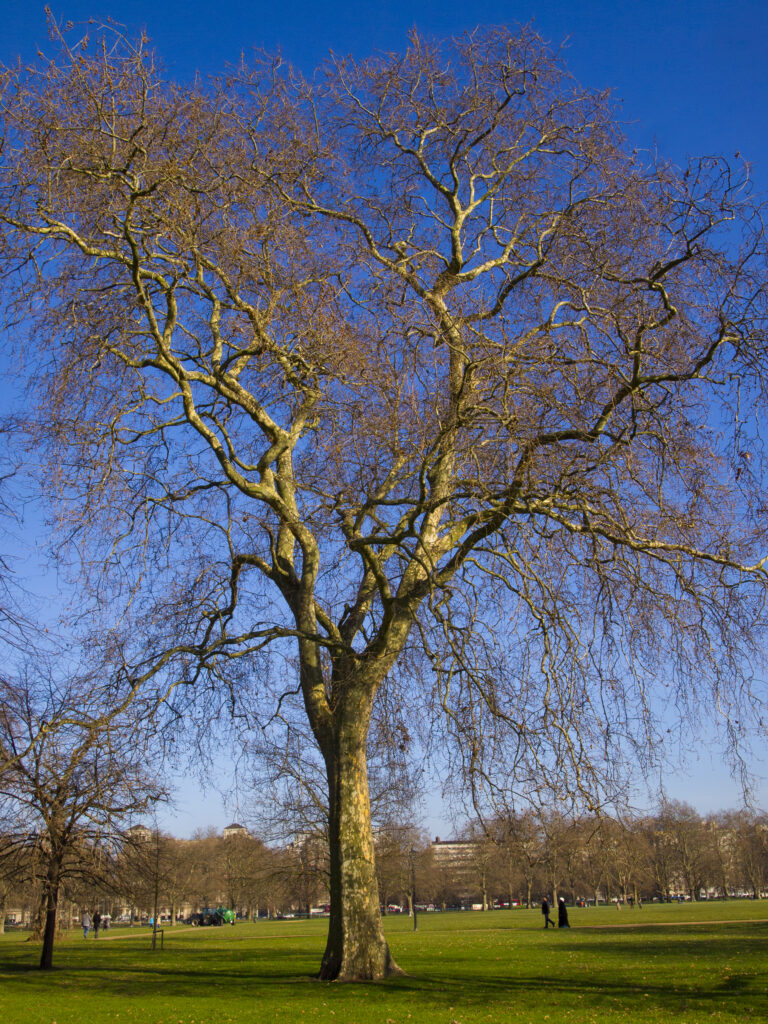 England, London, Hyde Park.