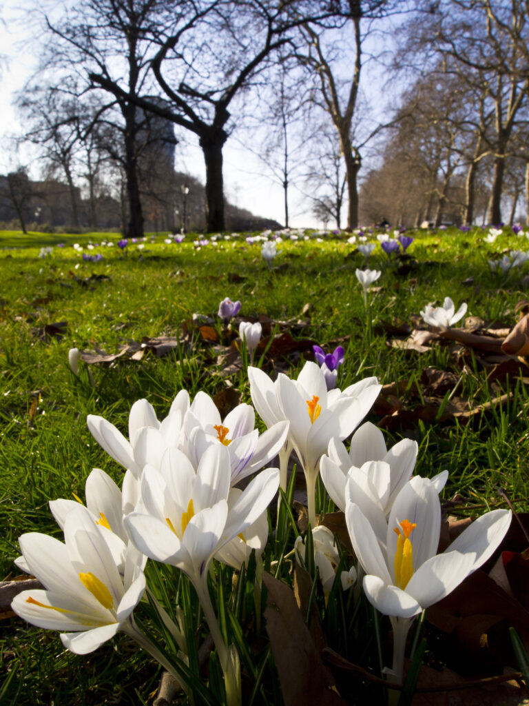 England, London, Hyde Park.
