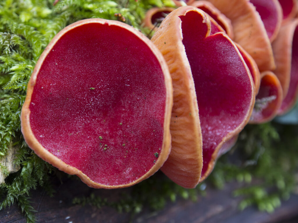 England, Northumberland, Scarlet Elf Cup Fungus.