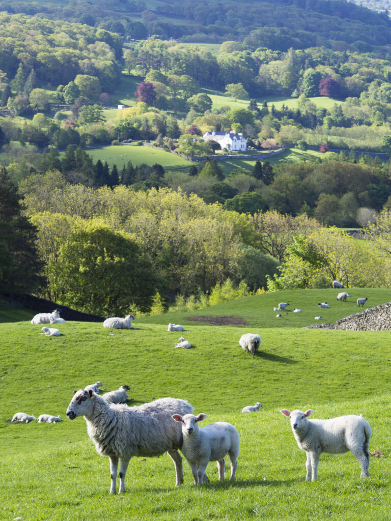 England, Cumbria, Lake District National Park.