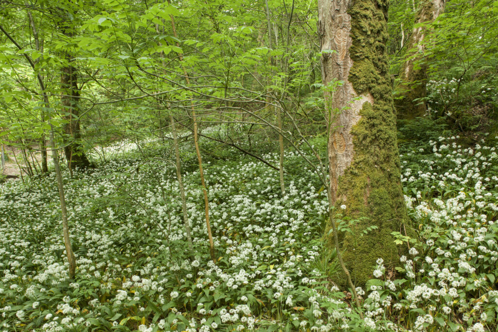 England, Cumbria, Lake District National Park.