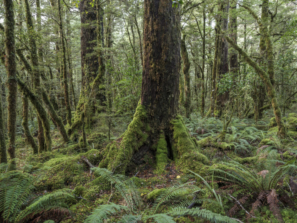 New Zealand, South Island, Fiordland National Park.
