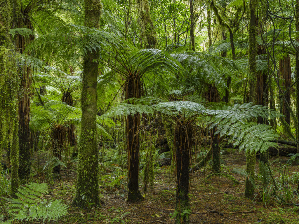 New Zealand, South Island, Mount Aspiring National Park