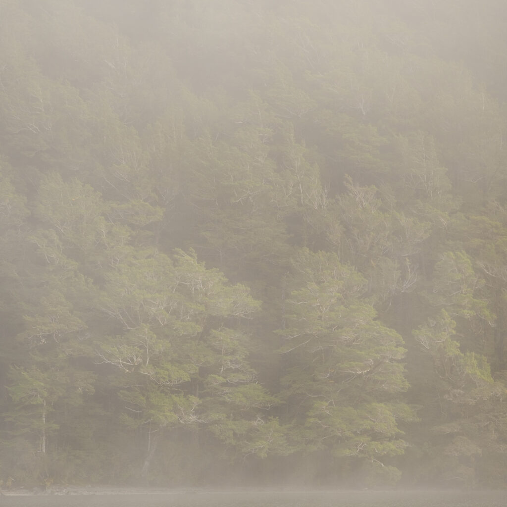 New Zealand, South Island, Fiordland National Park.