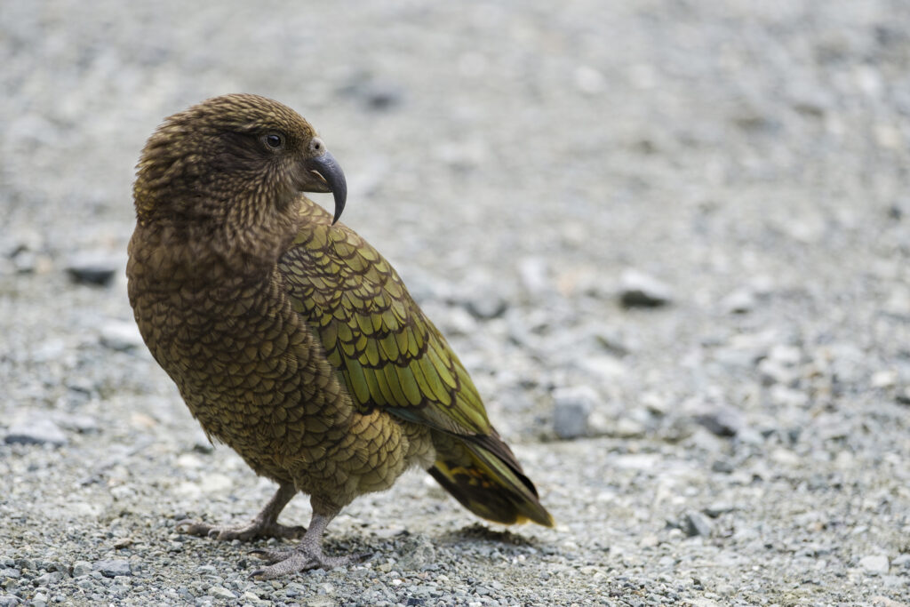 New Zealand, Southland, Kea Mountain Parrot.