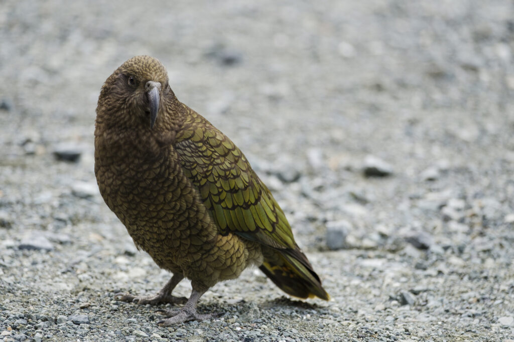 New Zealand, Southland, Kea Mountain Parrot.