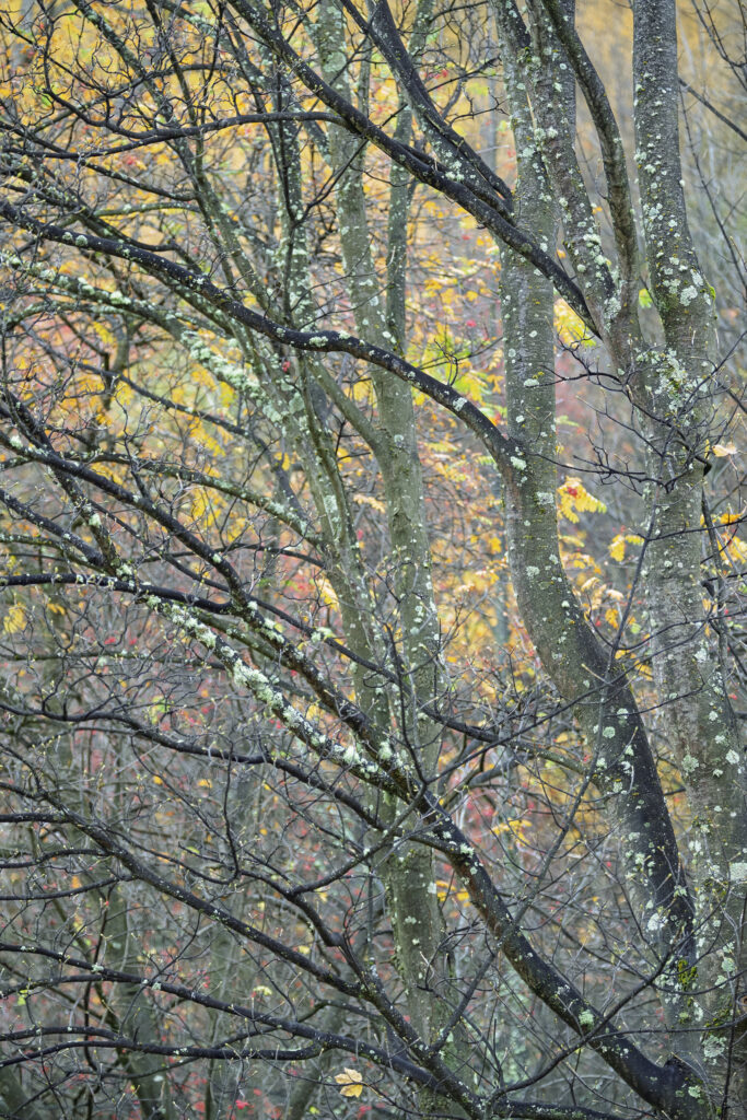 New Zealand, Otago, Arrowtown.