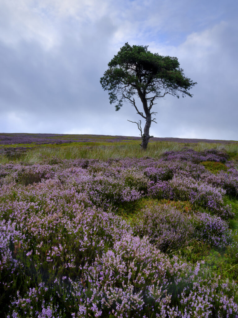England, North Yorkshire, North York Moors National Park.