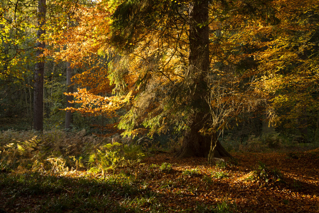 England, Northumberland, Allen Banks and Staward Gorge.