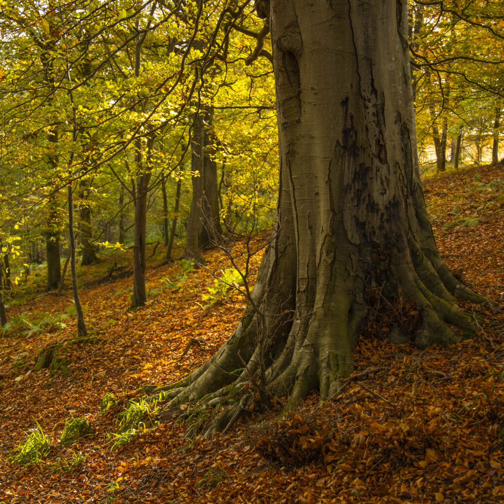 England, Northumberland, Allen Banks and Staward Gorge.