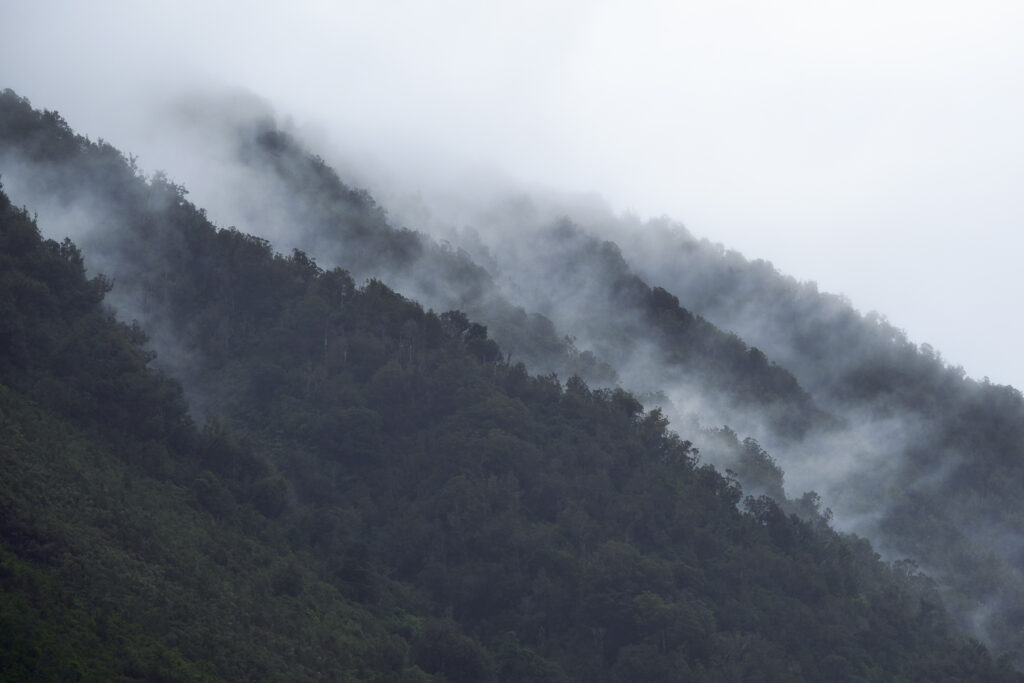 New Zealand, Westland, Westland National Park.