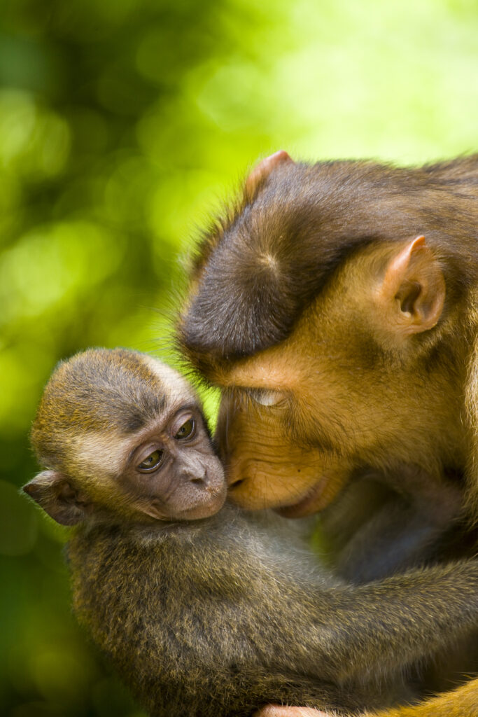 Sabah Malaysia, Borneo, Pig Tailed Macaque