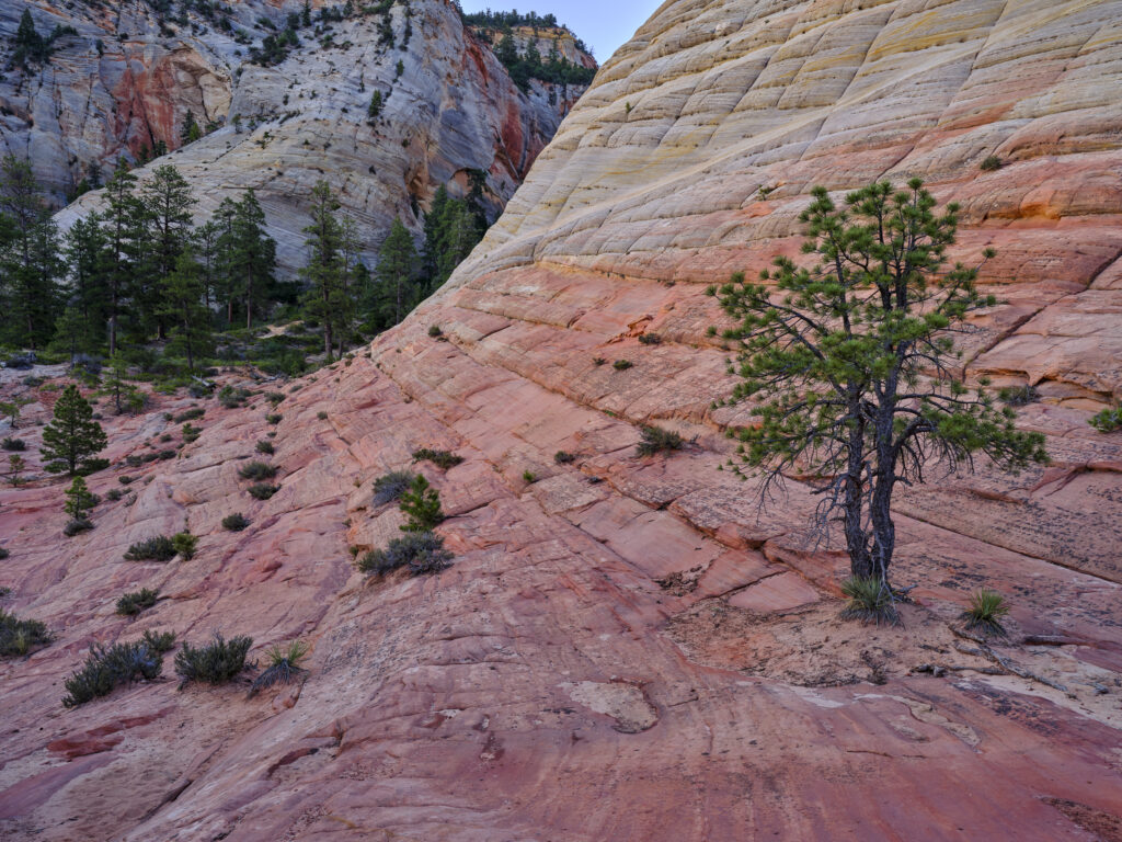 United States of America, Utah, Zion National Park.