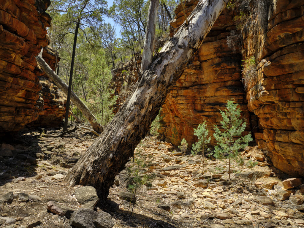 Australia, Southern Australia, Alligator Gorge.