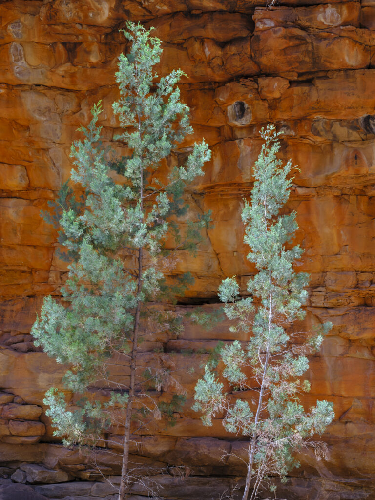 Australia, Southern Australia, Alligator Gorge.