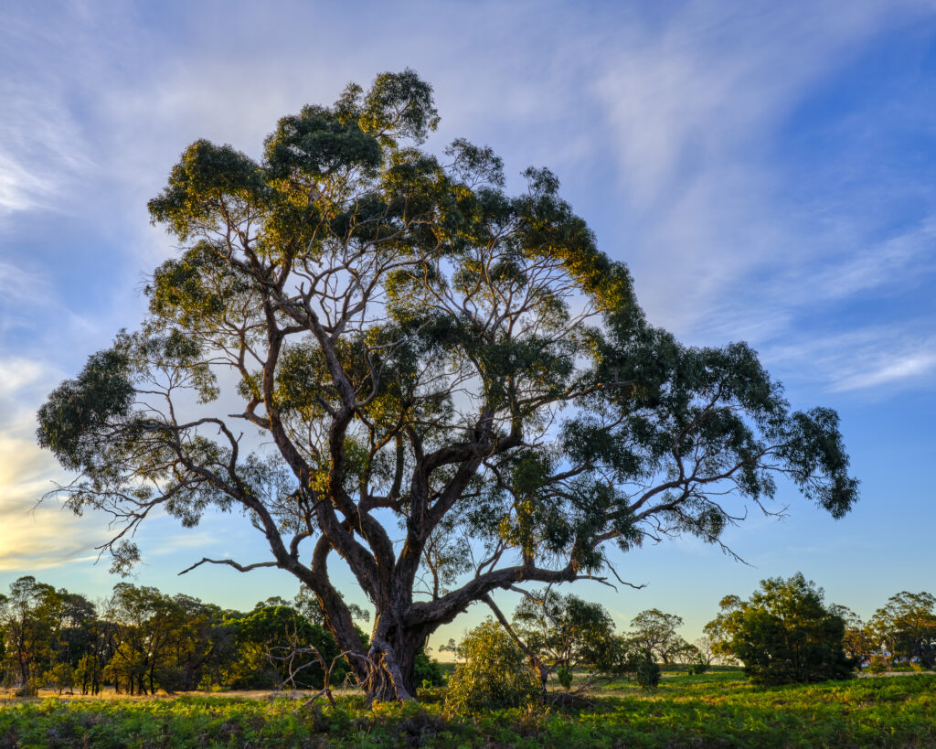 Australia, Victoria, Victoria Valley. Gum tree at last light,