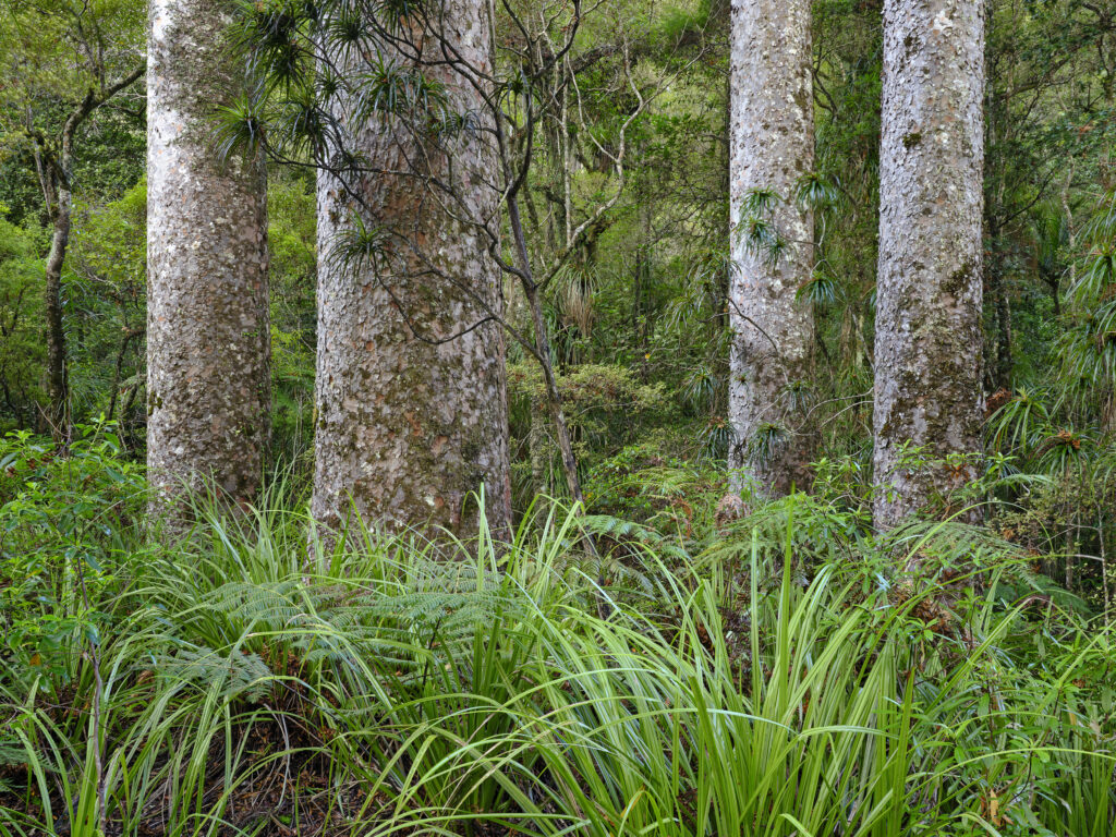 New Zealand, North Island, Puketi Forest.