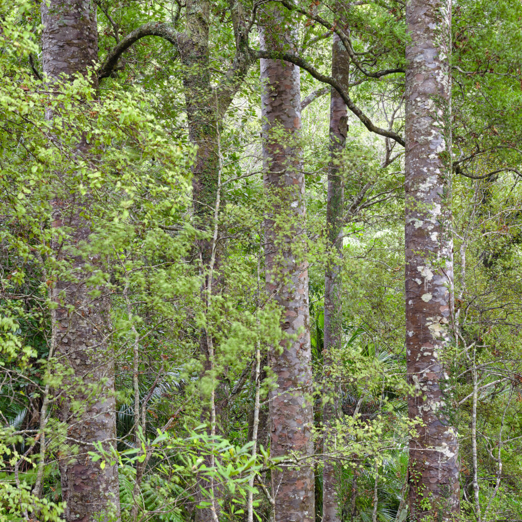 New Zealand, North Island, Waipoua Forest.