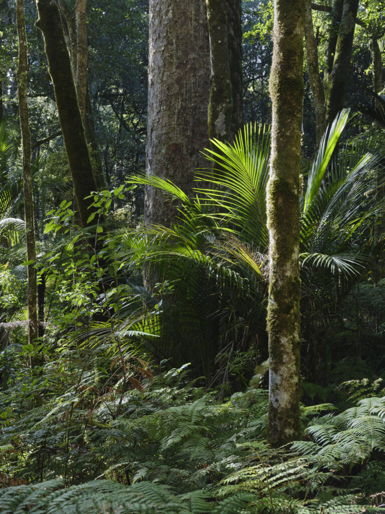 New Zealand, North Island, Trounson Kauri Park.