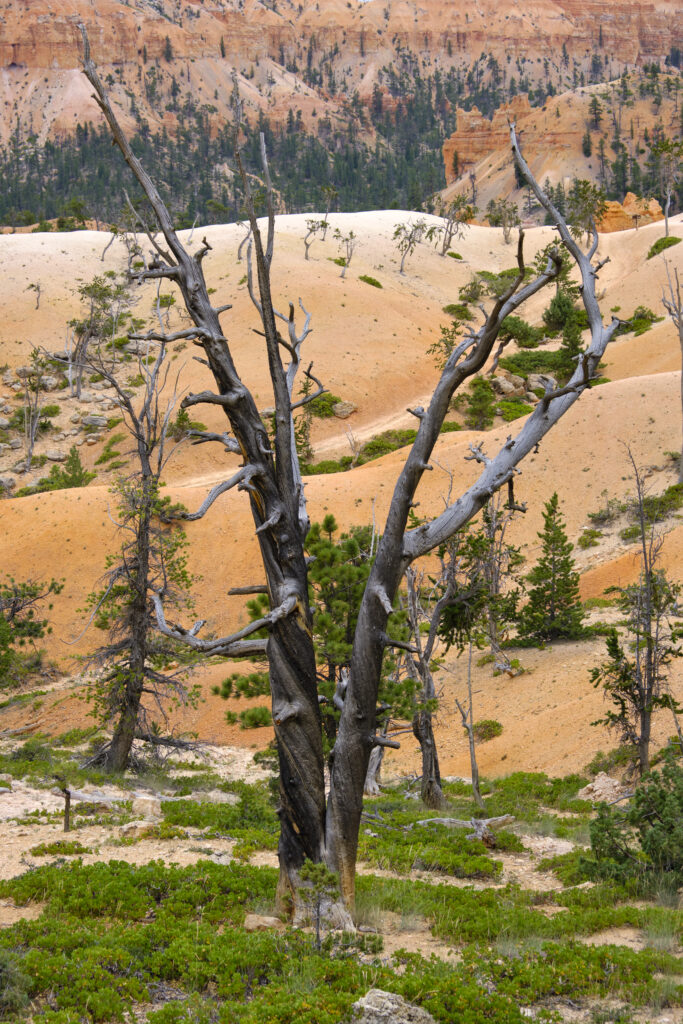 United States of America, Utah, Bryce Canyon National Park.