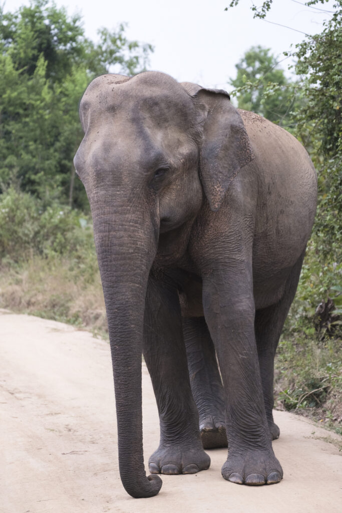 Sri Lanka, Ratnapura District, Udawalawa National Park.