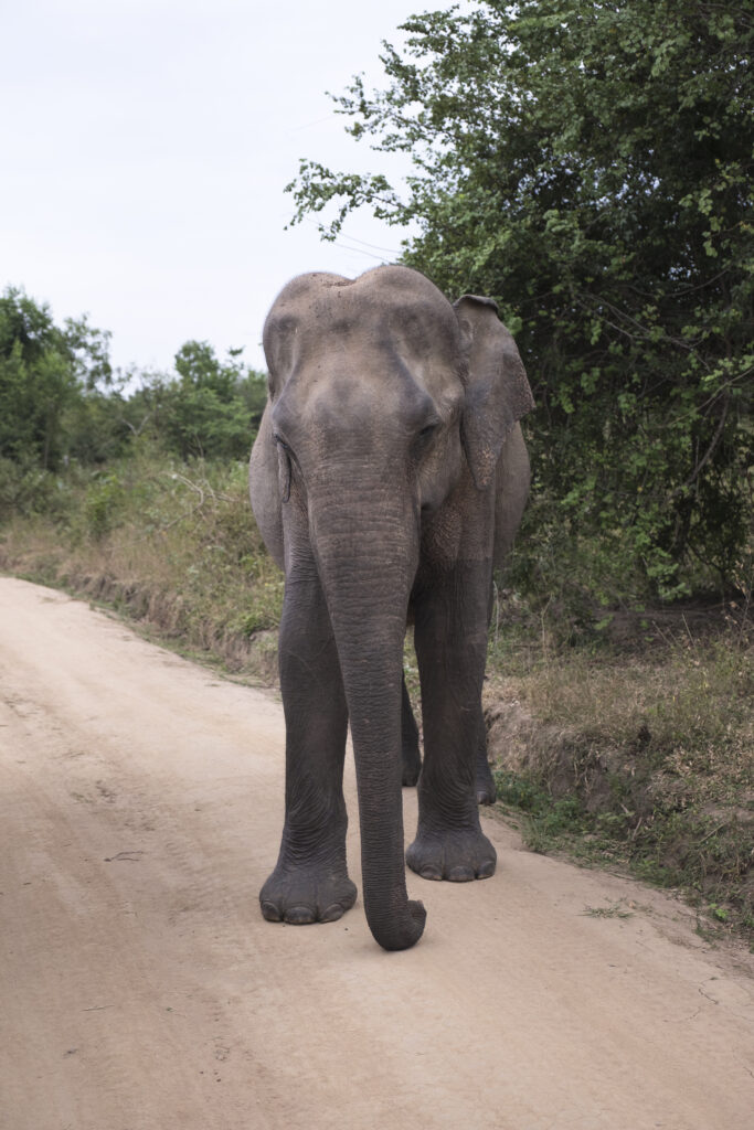 Sri Lanka, Ratnapura District, Udawalawa National Park.