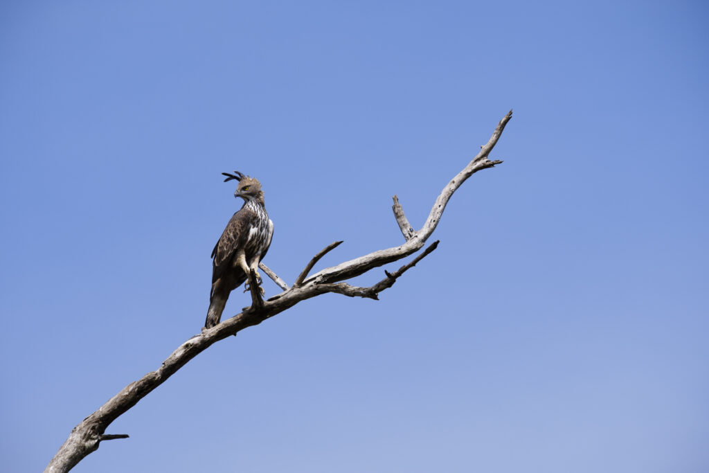 Sri Lanka, Ratnapura District, Udawalawa National Park.