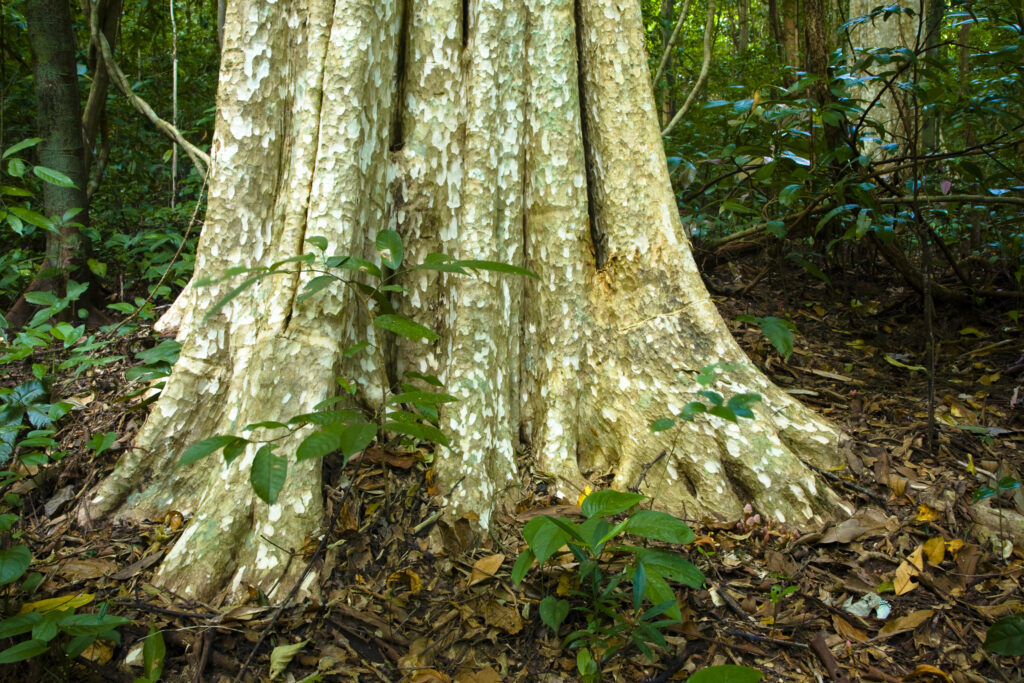 Laos, Ban Na Hin, Jungle.