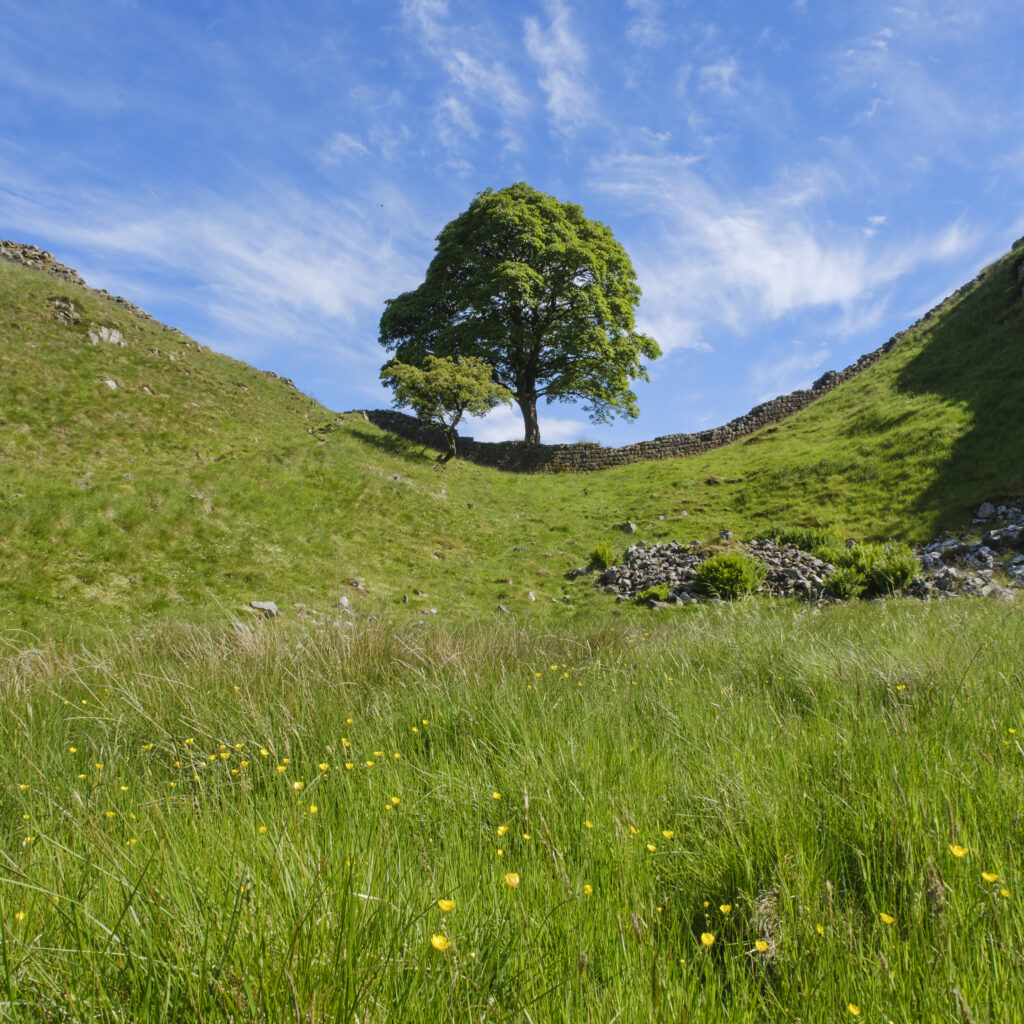 England, Northumberland, Sycamore Gap, Northumberland National P