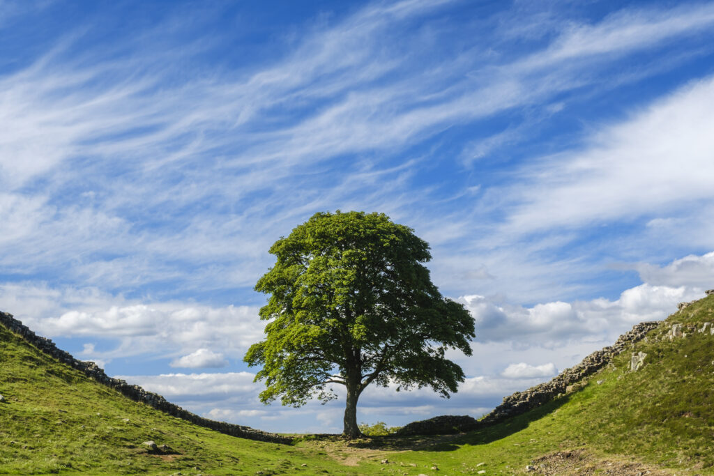 England, Northumberland, Sycamore Gap, Northumberland National P