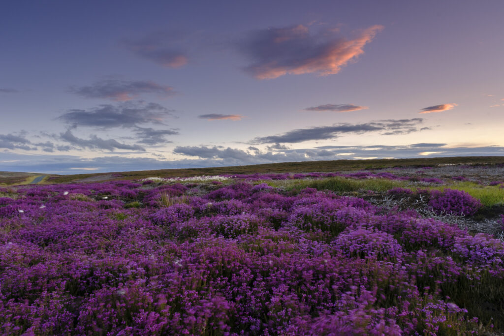 England, North Yorkshire, North York Moors National Park.