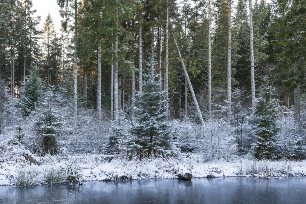England, Northumberland, Kielder Water & Forest Park.