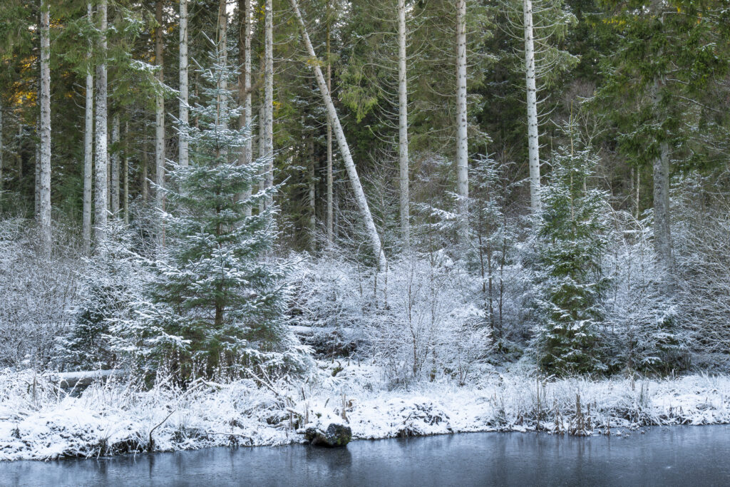 England, Northumberland, Kielder Water & Forest Park.