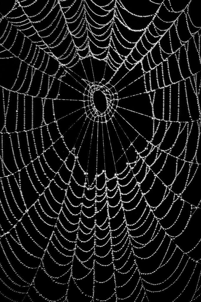England, Northumberland, Spiders Web.