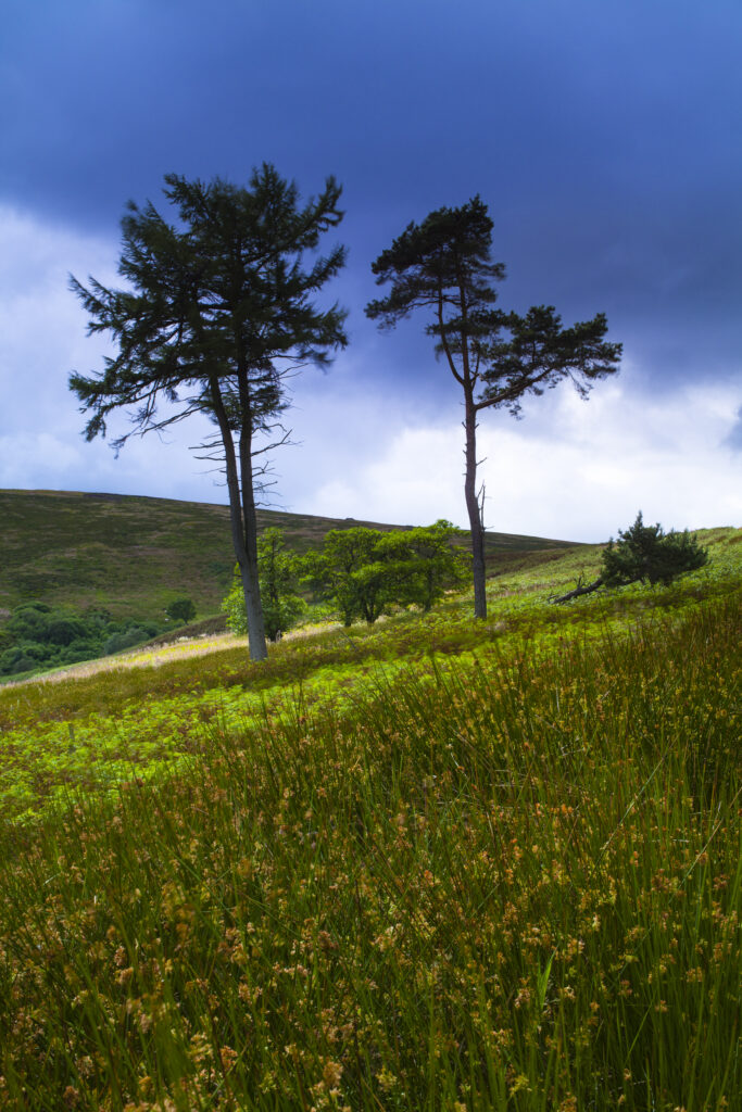England, Northumberland, Northumberland National Park.