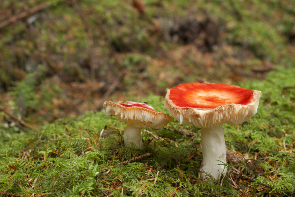 England, Northumberland, Thrunton Woods.