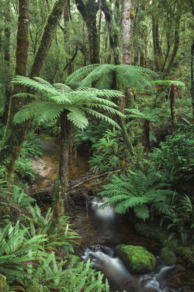 Tuatapere Hump Ridge Track, Southland, New Zealand.