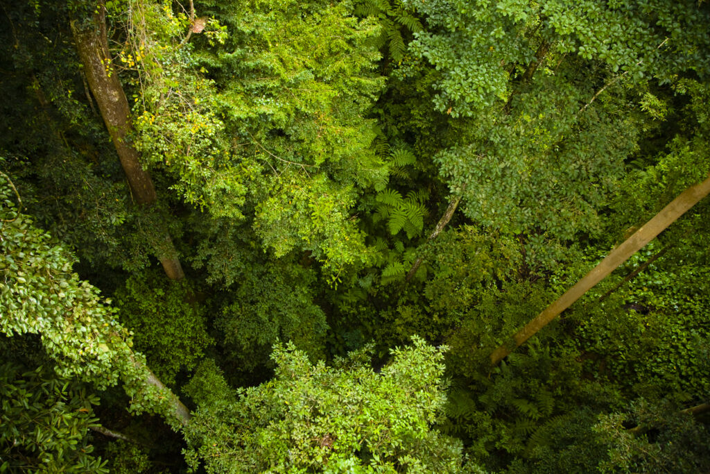 Sabah Malaysia, Borneo, Kinabalu National Park.