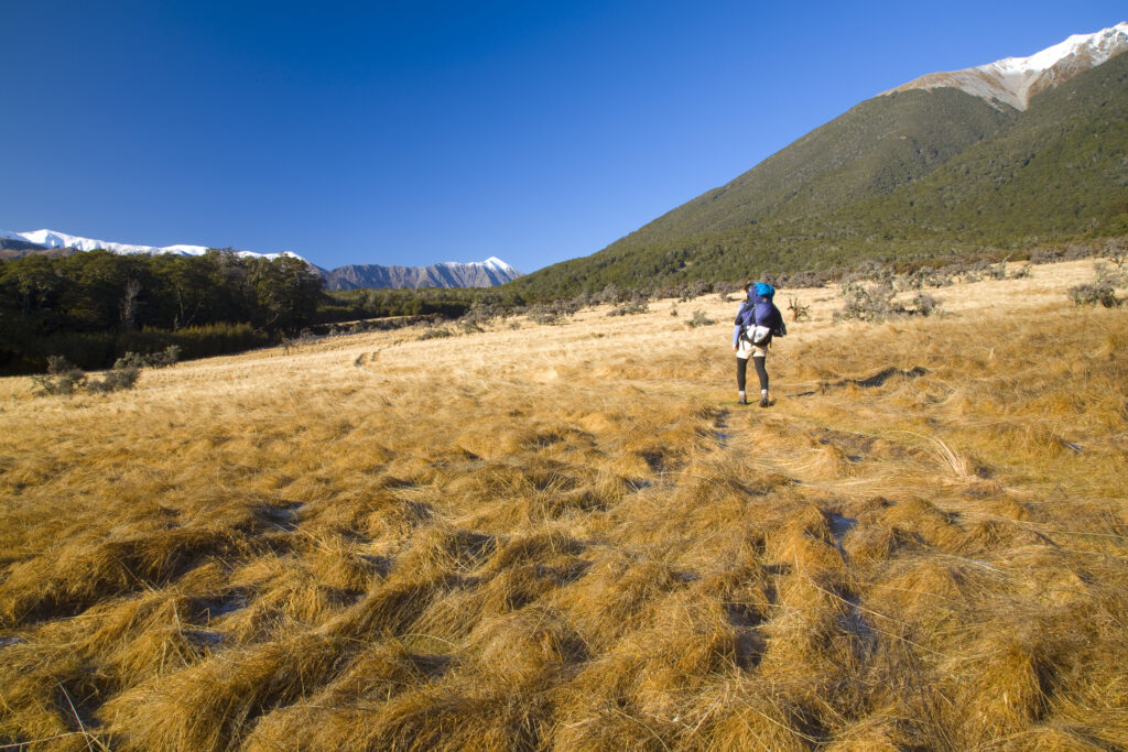 New Zealand, Canterbury, Arthur’s Pass National Park.