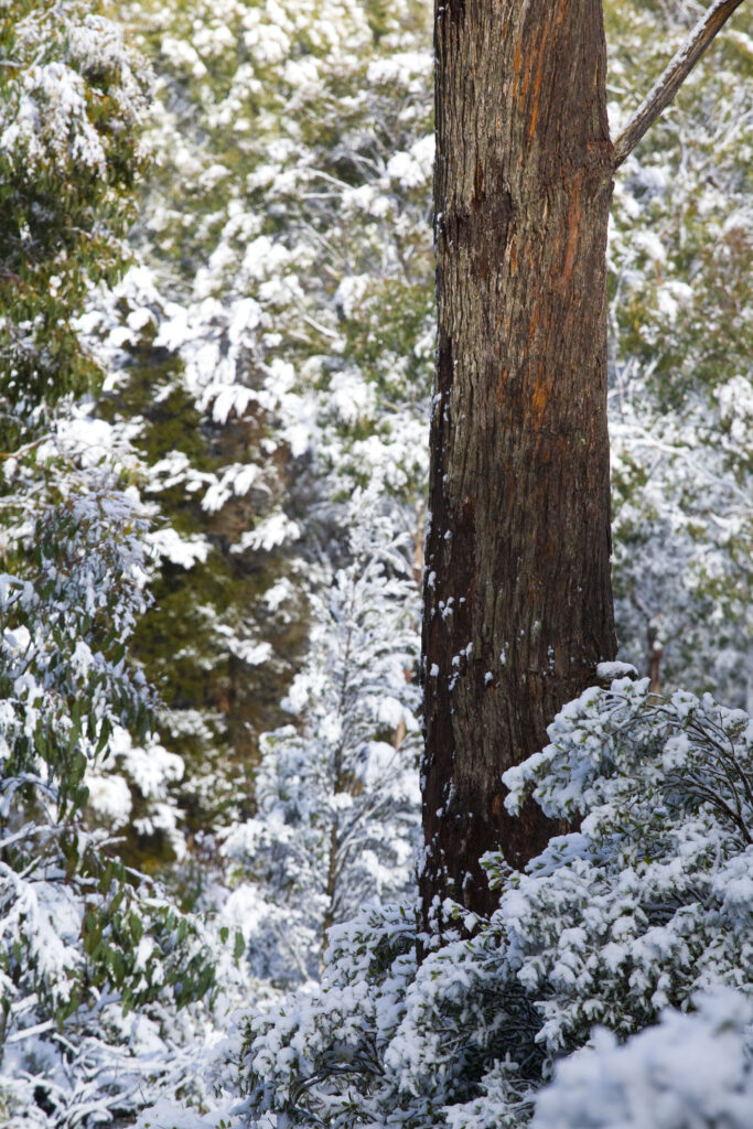 Australia, Tasmania, Cradle Mt – Lake St Clair National Park.
