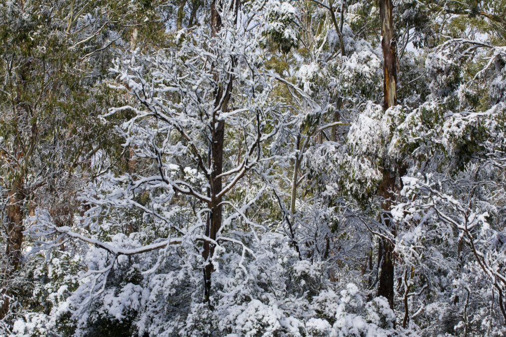 Australia, Tasmania, Cradle Mt – Lake St Clair National Park.