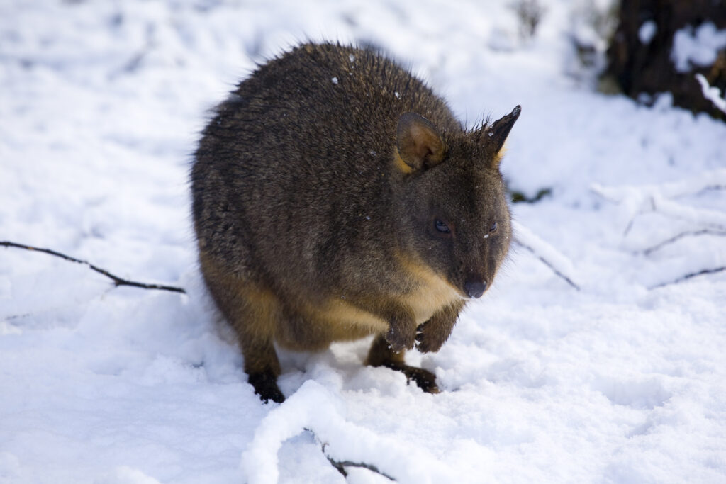 Australia, Tasmania, Cradle Mt – Lake St Clair National Park.