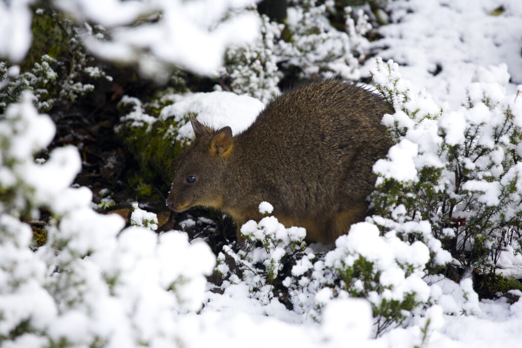 Australia, Tasmania, Cradle Mt – Lake St Clair National Park.