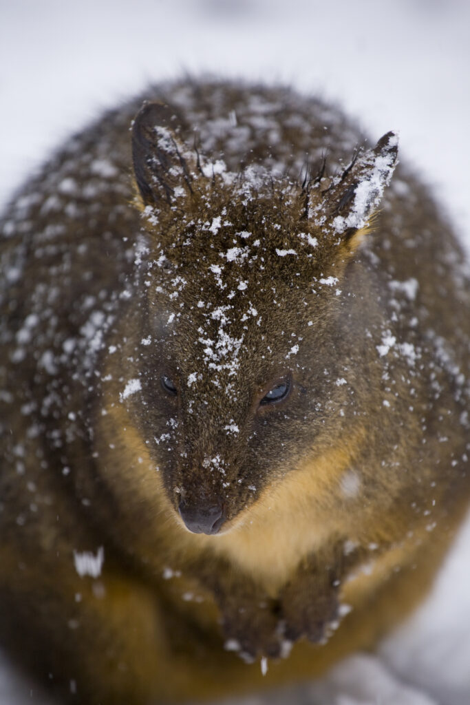 Australia, Tasmania, Cradle Mt – Lake St Clair National Park.