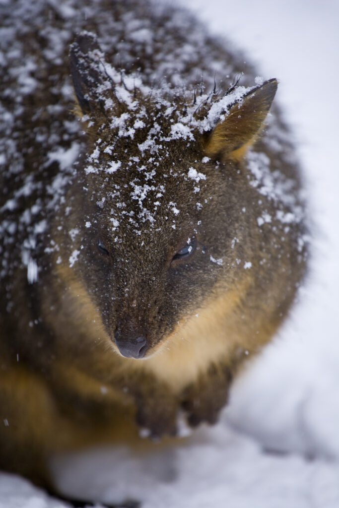Australia, Tasmania, Cradle Mt – Lake St Clair National Park.
